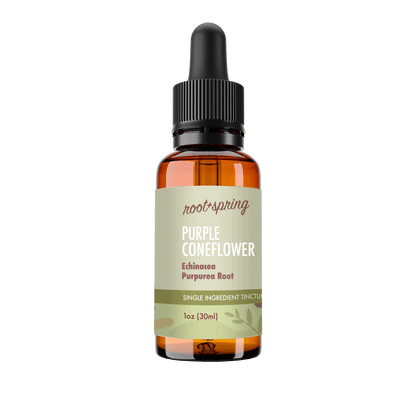 A 1oz amber glass dropper bottle of Root+Spring Purple Coneflower single ingredient tincture, featuring a black dropper cap and a light sage green label with brown text and botanical illustrations.