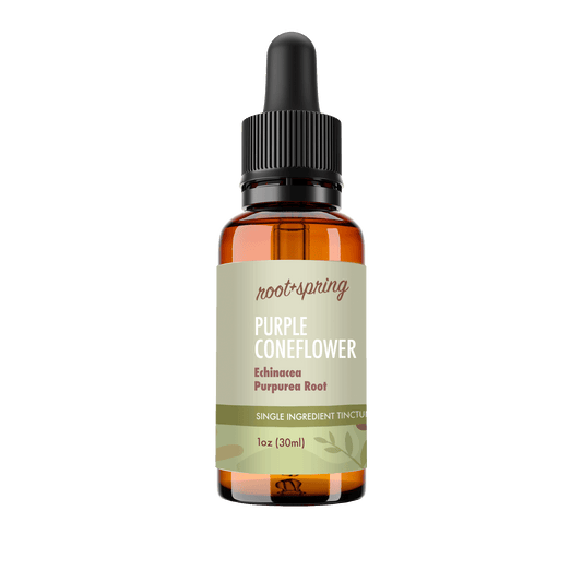 A 1oz amber glass dropper bottle of Root+Spring Purple Coneflower single ingredient tincture, featuring a black dropper cap and a light sage green label with brown text and botanical illustrations.